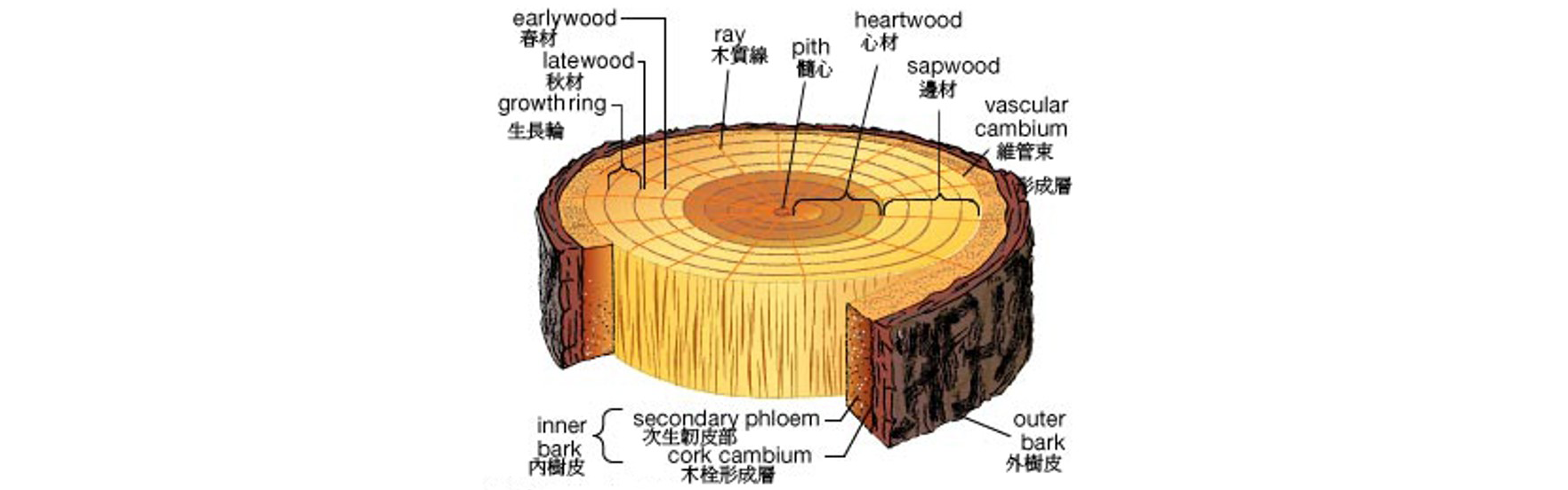 木材橫切面構造